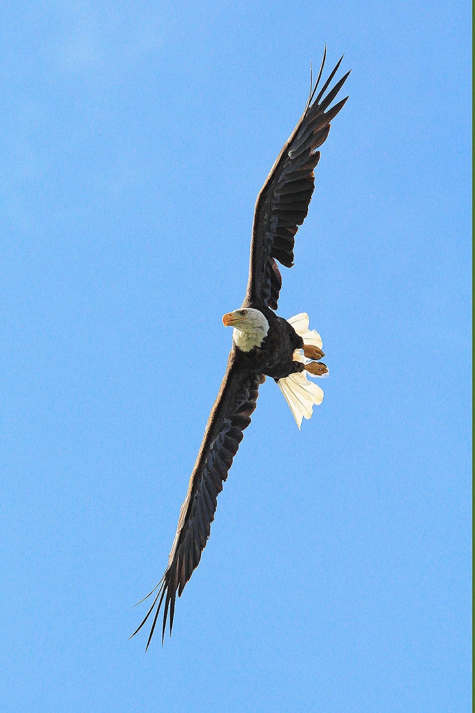 16220701_web1_Bald-Eagle-Jill-Hayward-photo