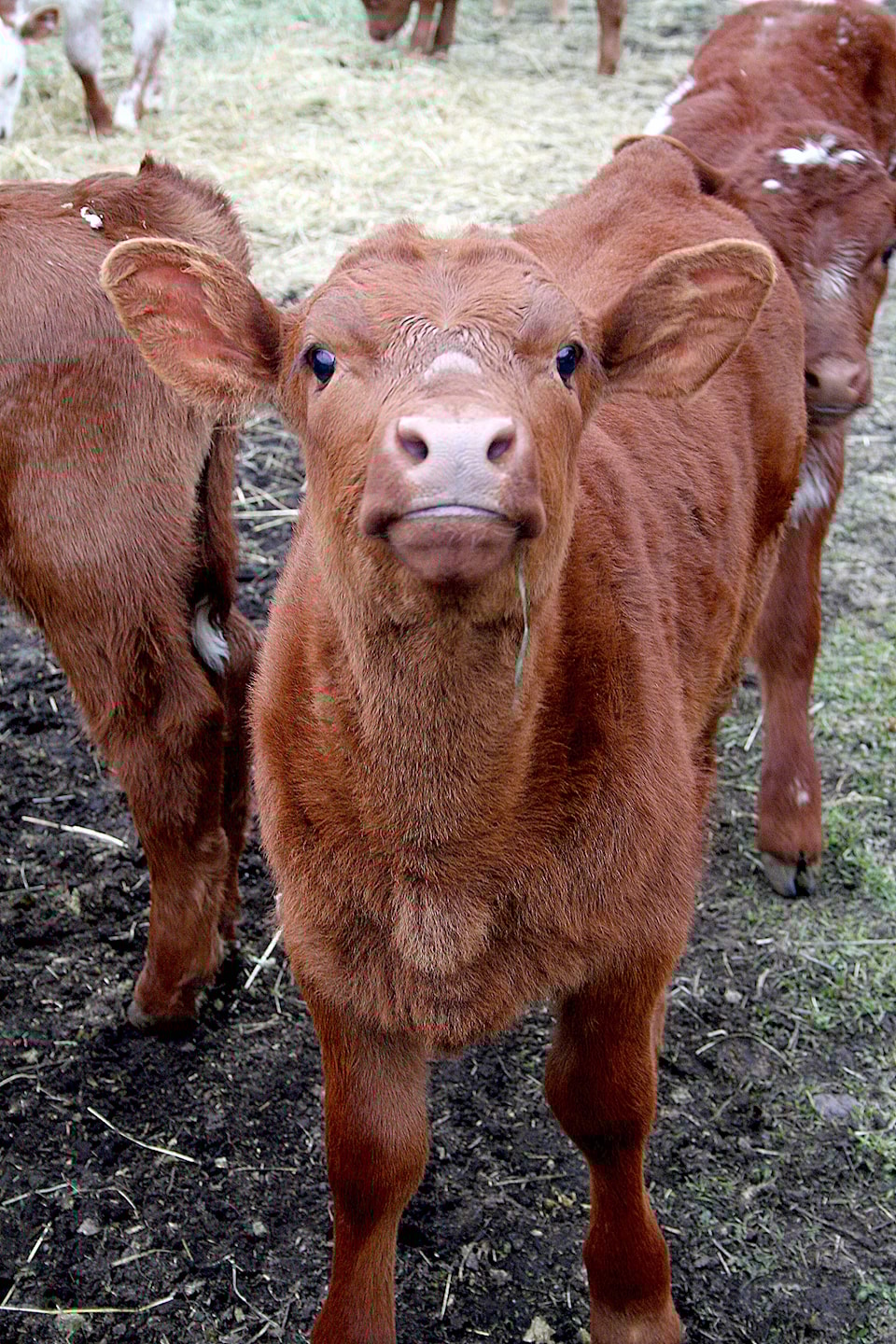 16403299_web1_Calves-going-to-range-Jill-Hayward-pic