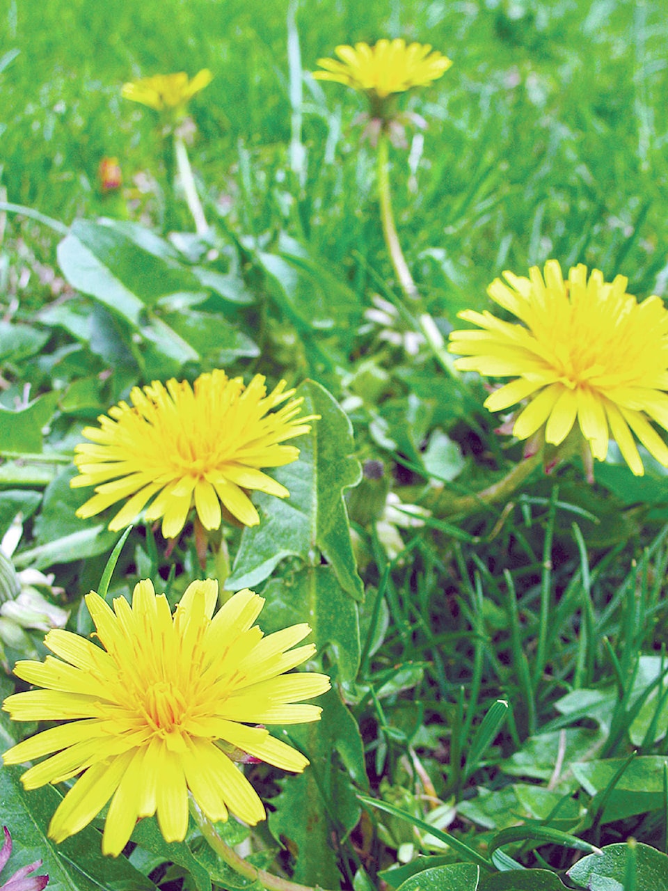 16436762_web1_Dandelions