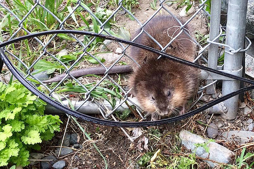 16698811_web1_Muskrat-stuck2