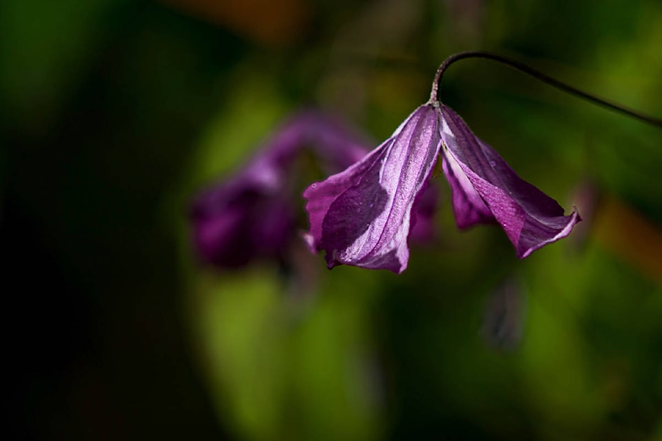 17696598_web1_Enman-Flower-1