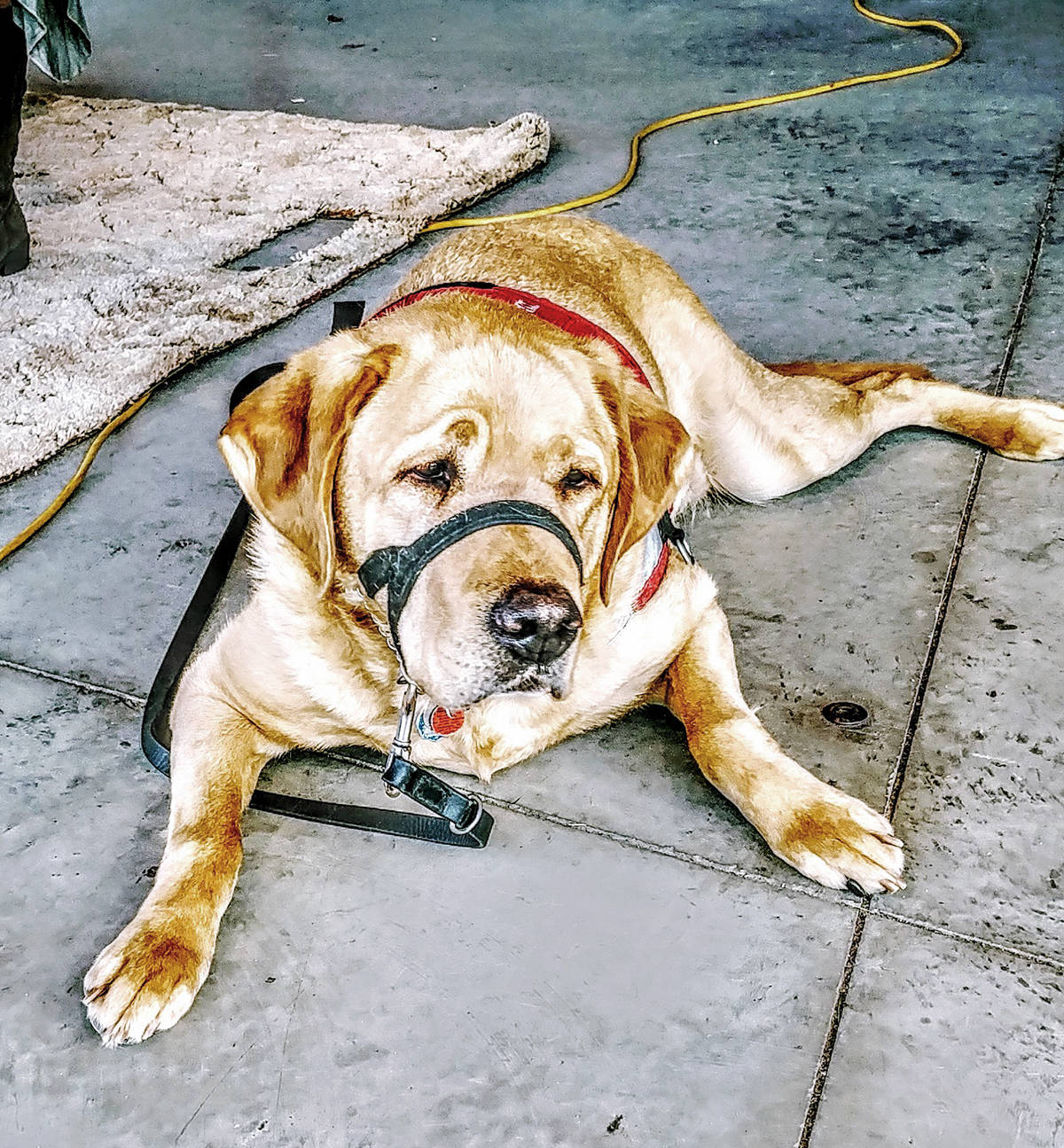 17790644_web1_Elli-Bandshell-Friday-Service-Dog-Valour