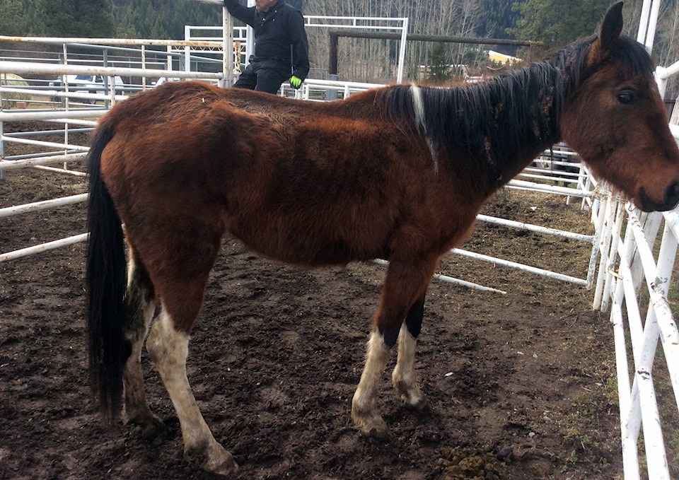 17857218_web1_190726-VMS-horses2