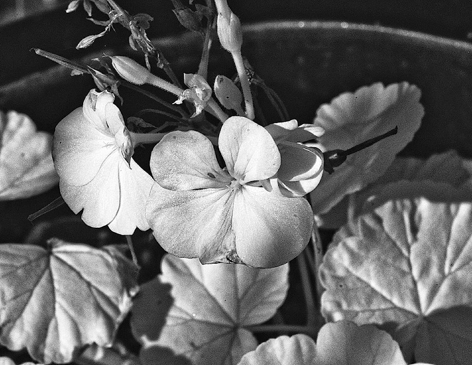 18830857_web1_Enman-October-infrared-2