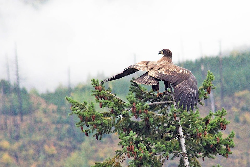 19435404_web1_Young-Eagle-on-treetop-Nov-2019