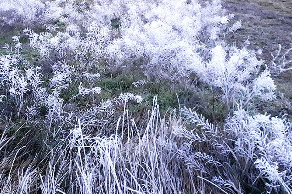 19544170_web1_CROP-FOR-WEB-Early-morning-frost-Nov.-25-2019