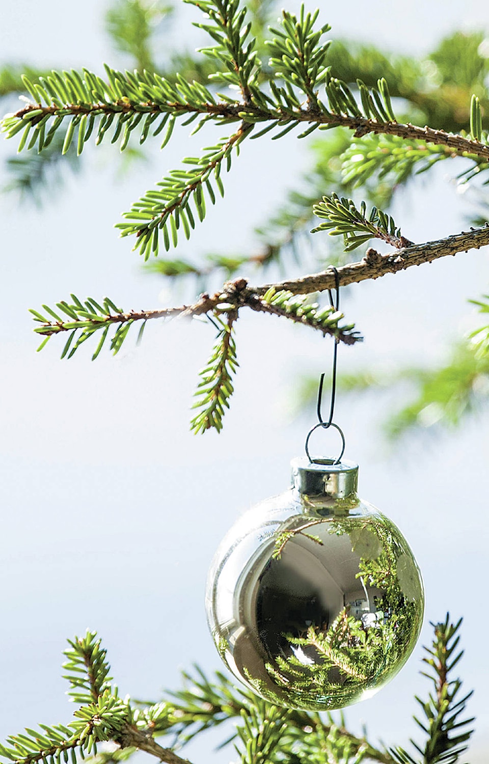 19630845_web1_Xmas-tree-branch-with-ornament-Metro