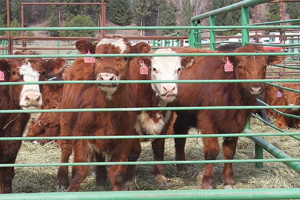 21572791_web1_200521-NTS-LetterPackingPLants-Cattle_1