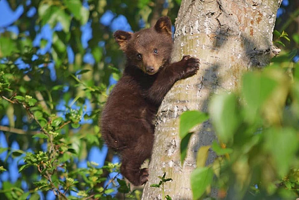 21608347_web1_copy_200527-SAA-orphaned-bear-cubs-Tappen_1
