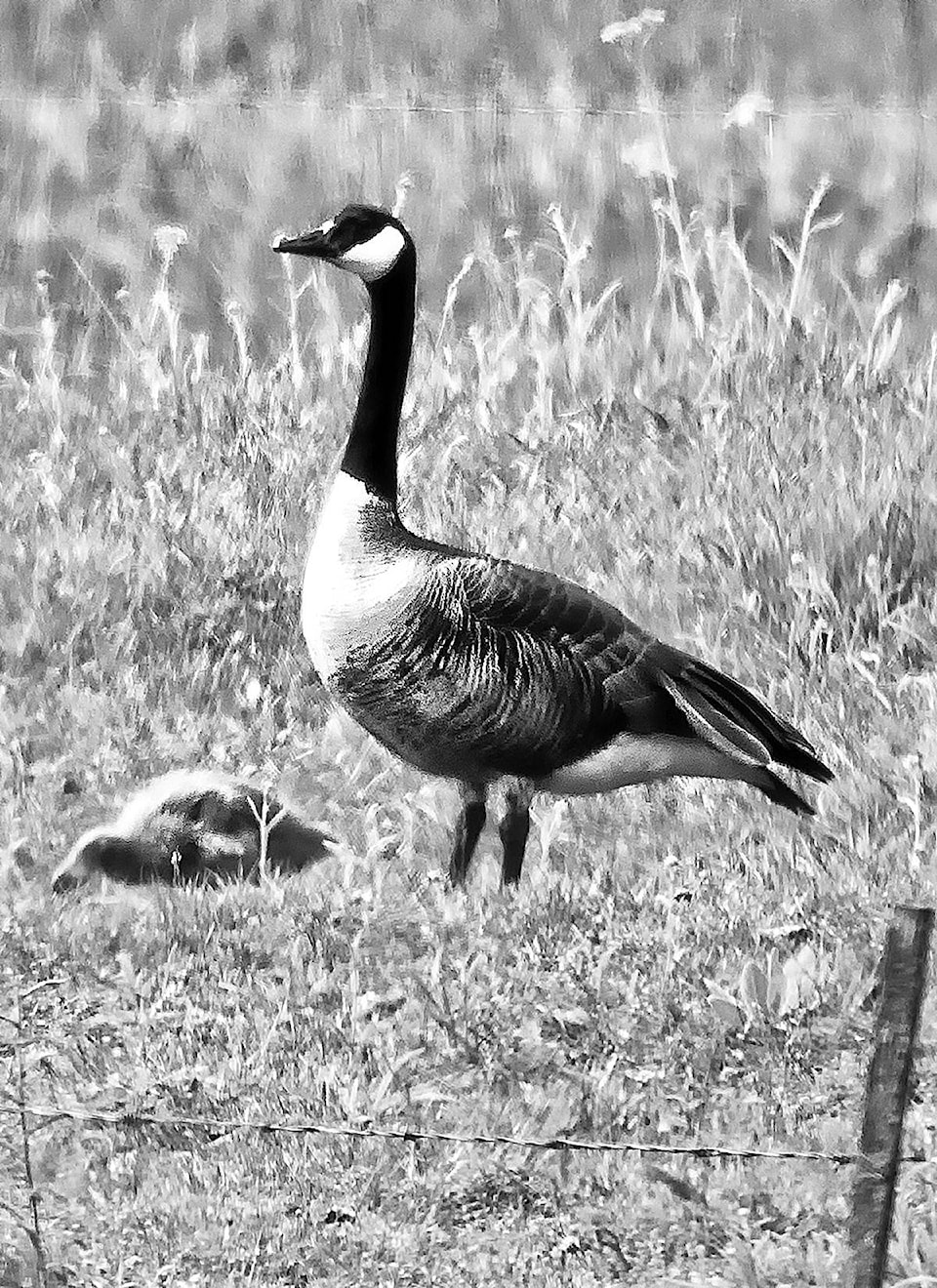 21699633_web1_200604-NTS-Enman-CanadaGeese_2