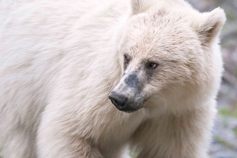 A rare white grizzly is shown in Banff National Park in this undated handout photo. A wildlife photographer is worried about a rare white grizzly in the mountain parks after watching people get too close to it and seeing it run across the highway. The bear, which has been nicknamed Nakoda by locals, was first revealed publicly after it was spotted in Banff National Park in late April. Parks Canada says it’s not an albino, but a natural colour phase variation that makes the three-and-a-half year old bear white. THE CANADIAN PRESS/HO - Jason Bantle