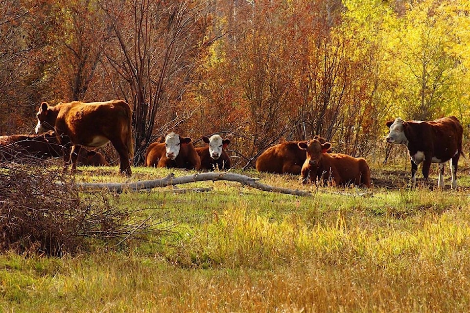 22226219_web1_20200724-BPD-Chilcotin-cattle-rafter25ranch