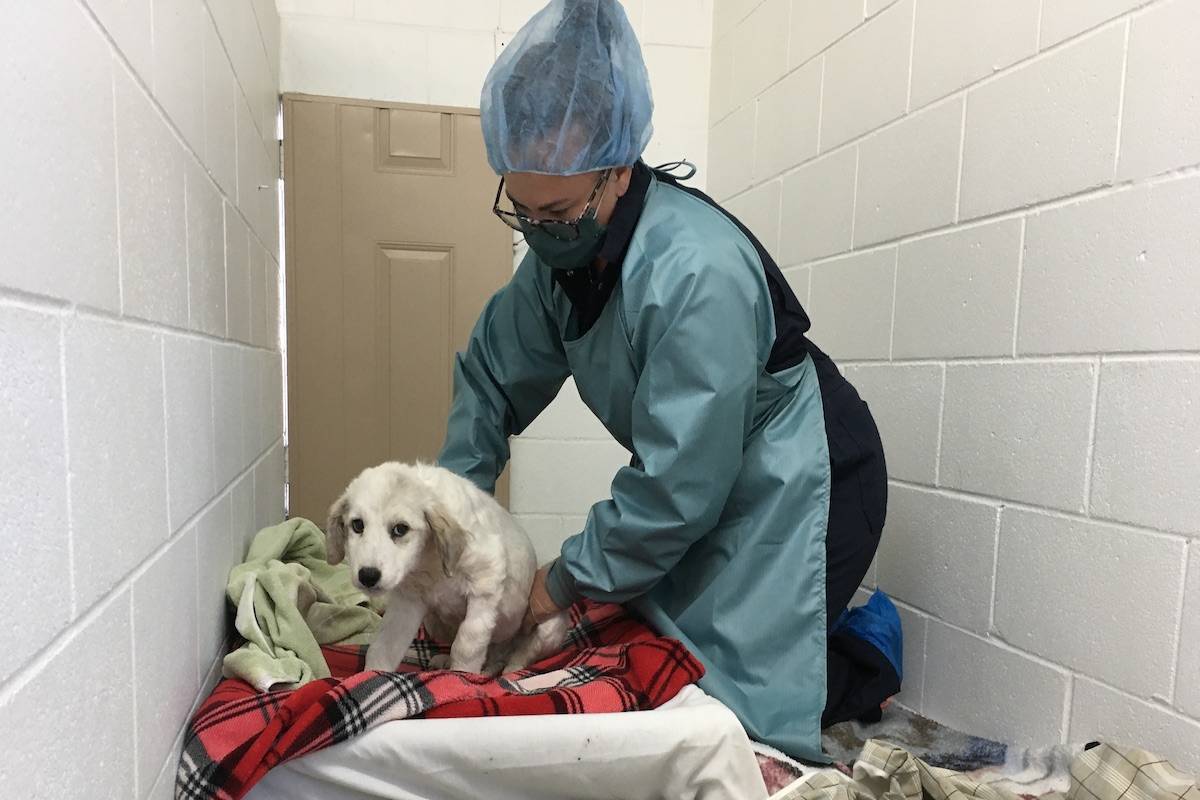 Costs climb to more than $100K for BC SPCA to care for animals in B.C. farm seizure