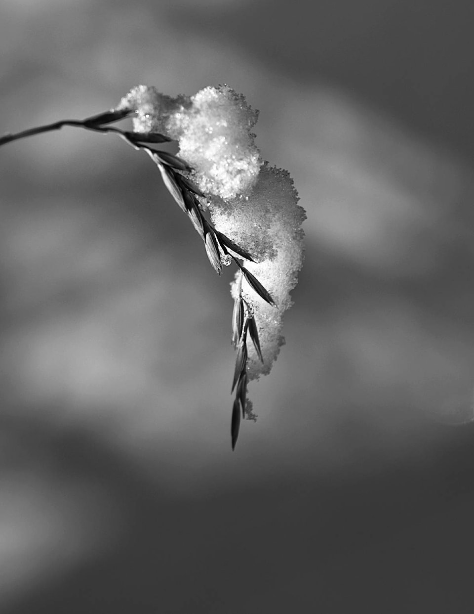 23335249_web1_201119-NTS-Enman-EnmanPhoto_2