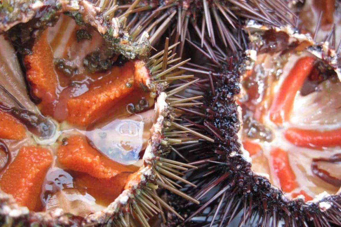 23539538_web1_201126-PRU-Exotic-BC-Seafood-photo_1