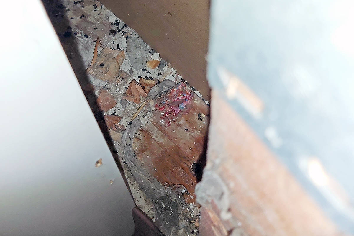 Danielle Arbour took a picture of a mouse nest found in the walls of her suite. (Special to Langley Advance Times)