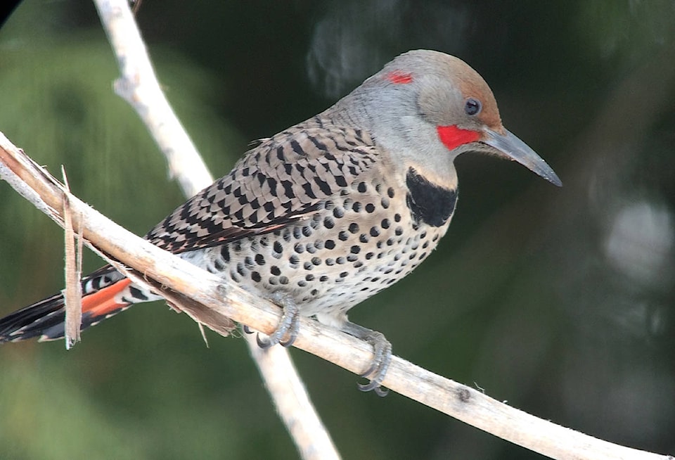 24461048_web1_210411-NTC-GBBC-bird_1