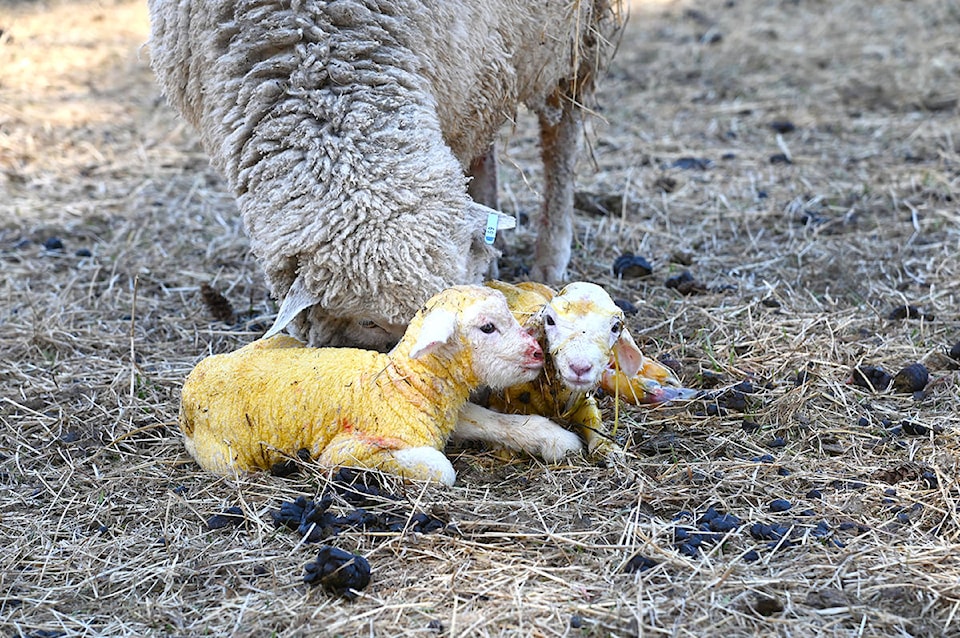 24883455_web1_210422-NTC-lambing-aveley_2