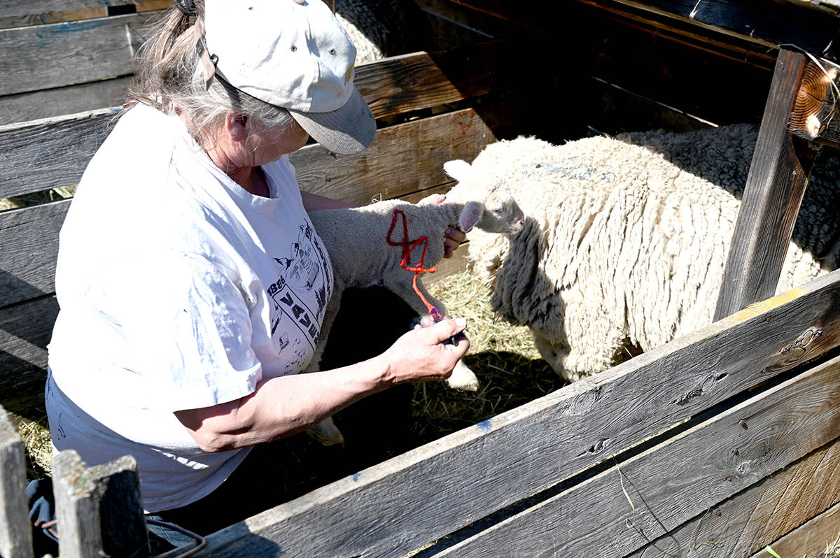 24883455_web1_210422-NTC-lambing-aveley_3