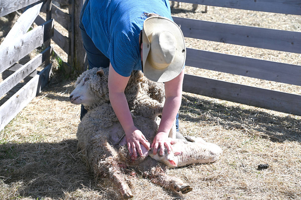 24883455_web1_210422-NTC-lambing-aveley_4