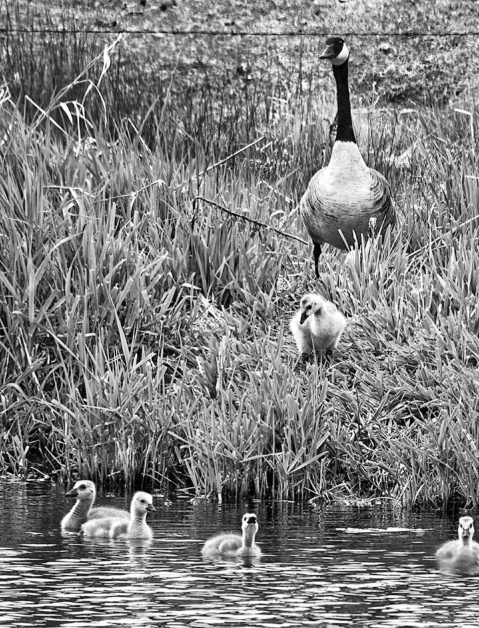 25332562_web1_210306-NTS-Enman-CanadaGeese_2