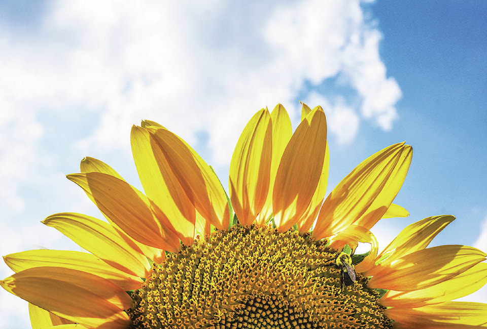 25413539_web1_210610-NTS-FallFairContests-Gardening_2