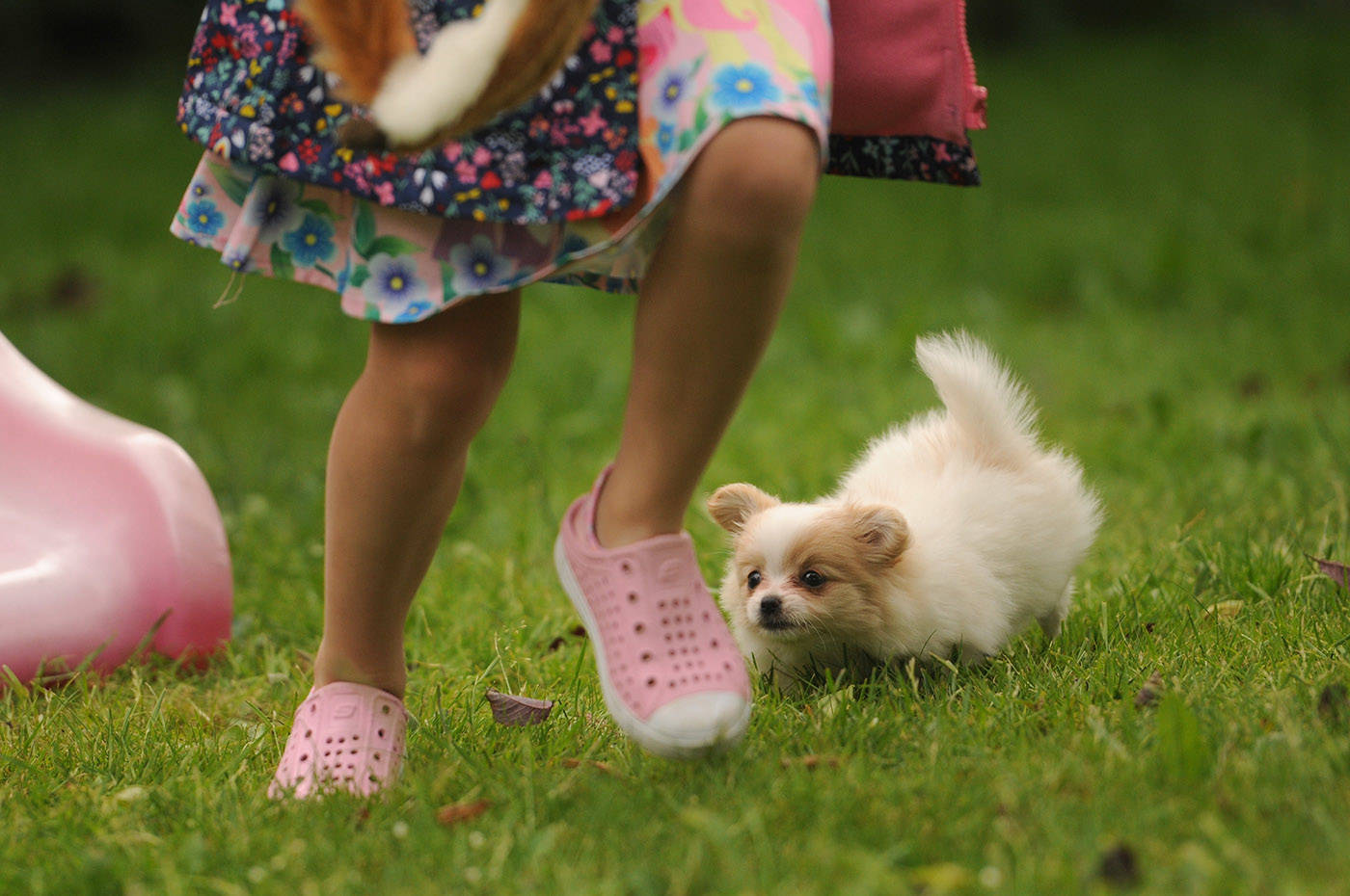 Lucky was born with a partial front right limb. (Jenna Hauck/ Chilliwack Progress)