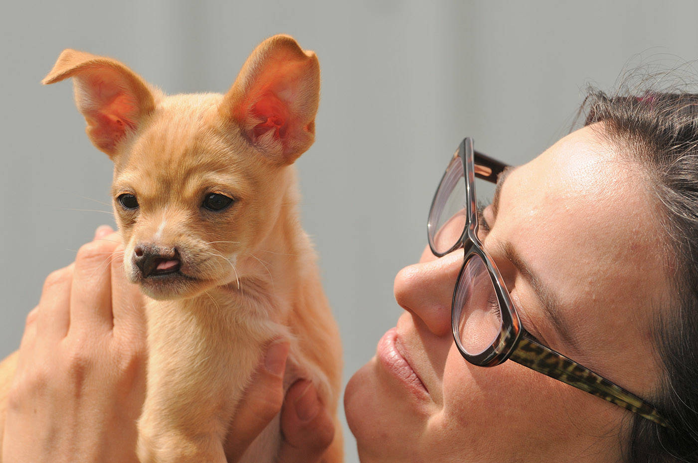 Baby Snoot is a chihuahua cross who was born with a cleft palate. He is seen here with Chilliwack SPCA branch manager Chloé MacBeth at the shelter on Thursday, June 3, 2021. (Jenna Hauck/ Chilliwack Progress)