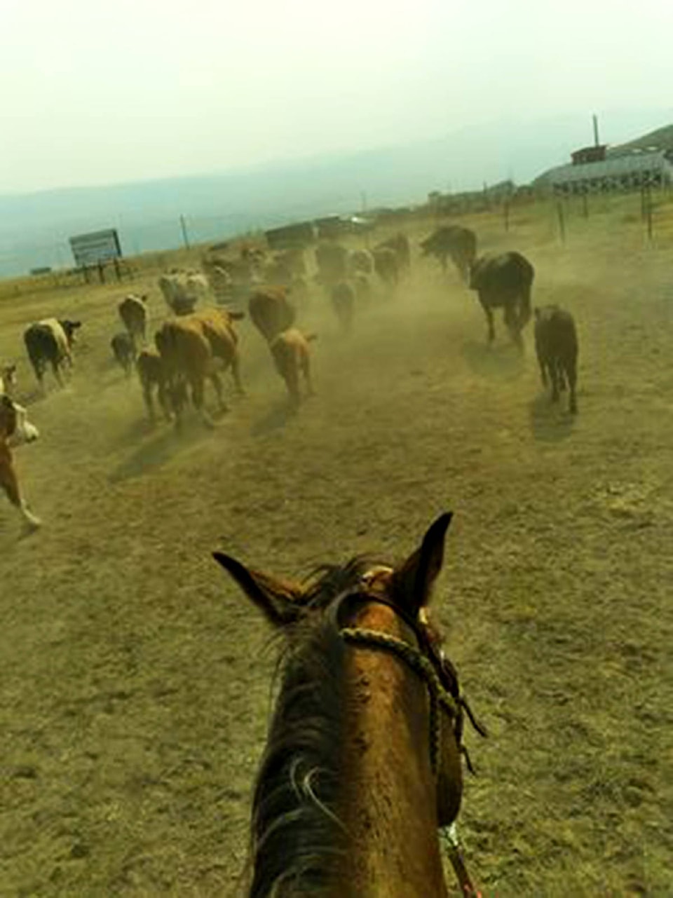 25719975_web1_210708-NTS-MovingCattleOutofHotZone-Barriere_1