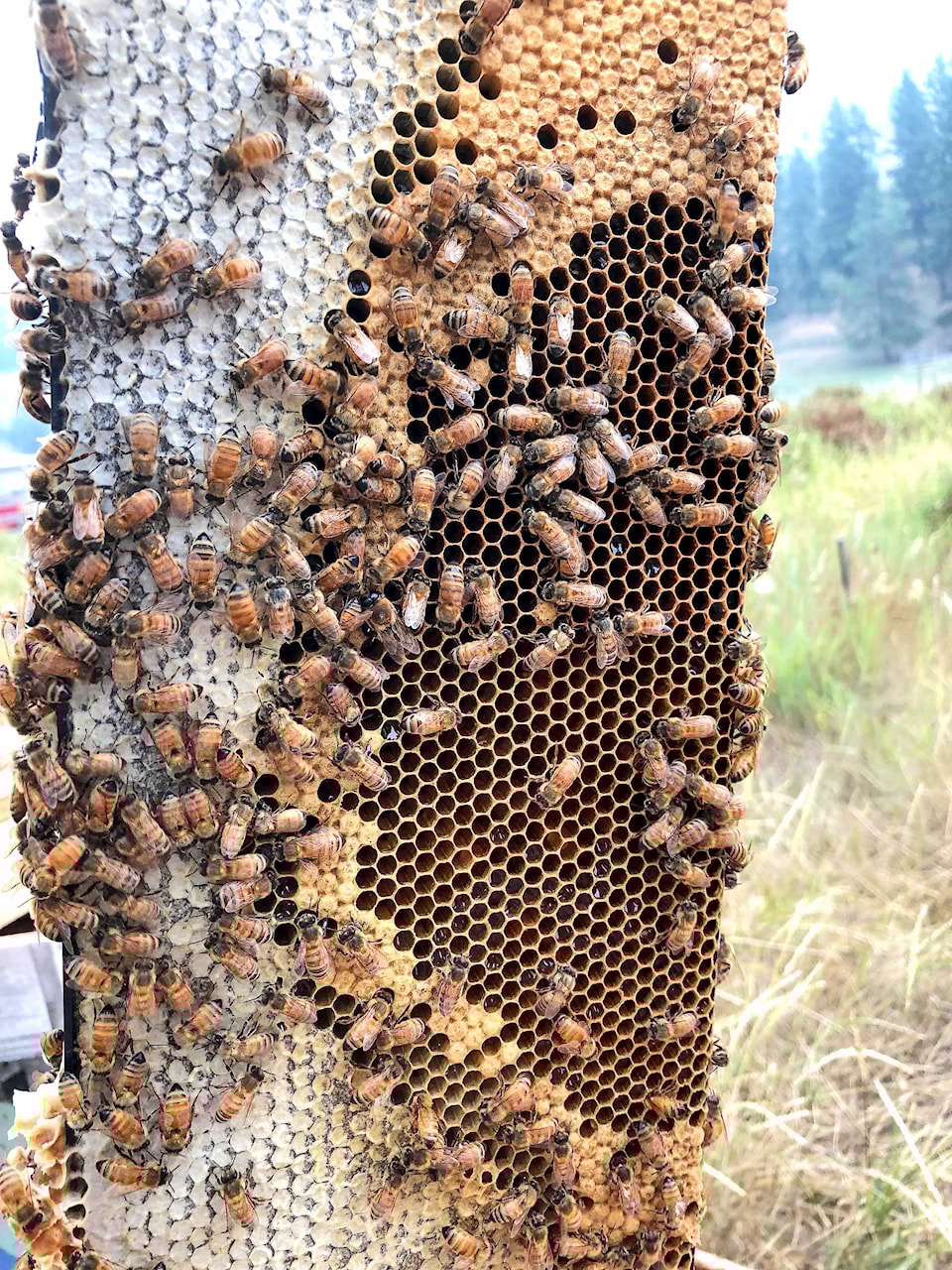 26015088_web1_210805-NTS-Bees-Apiary_6