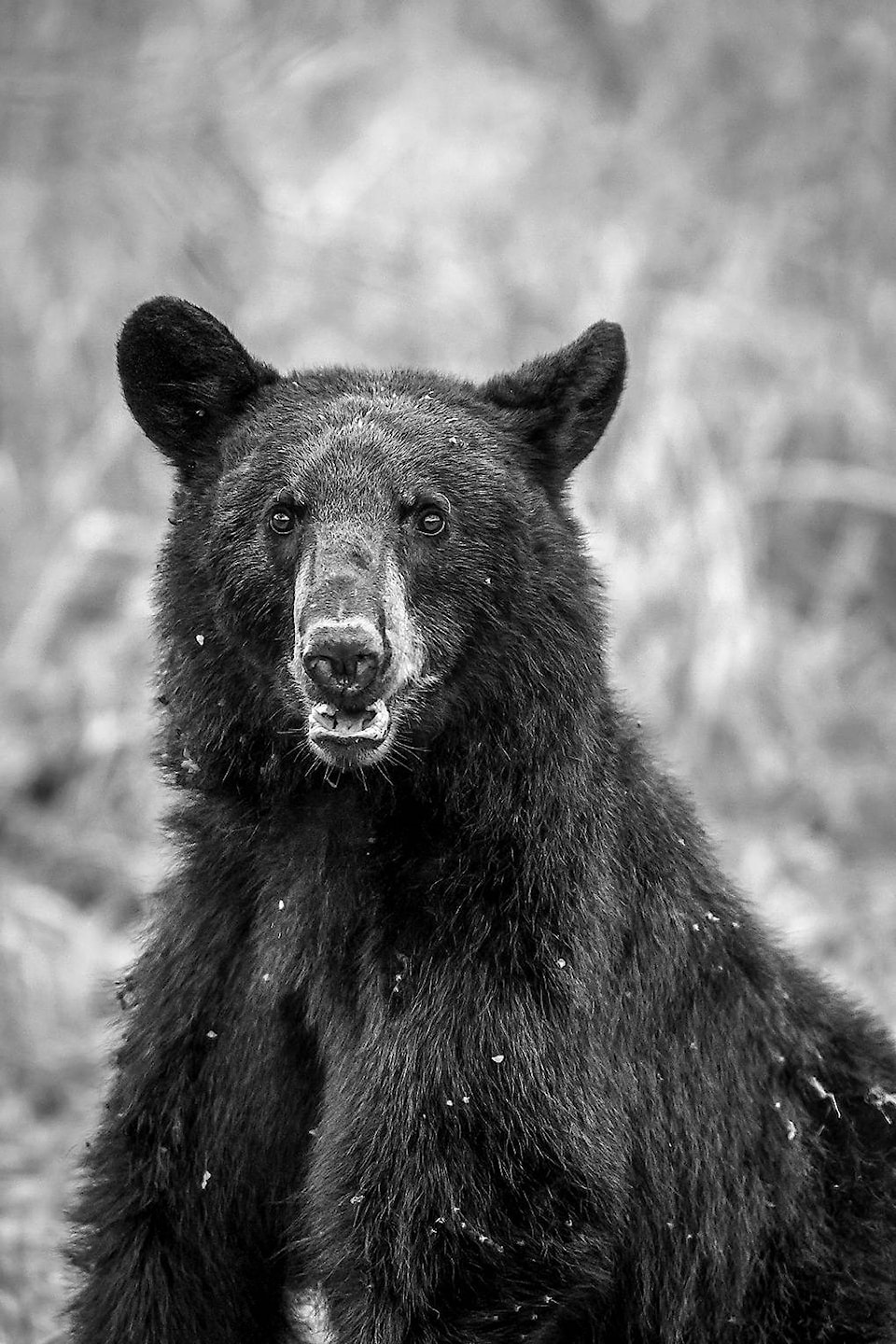 26015093_web1_210805-NTS-ValleyVoices-Bear_1