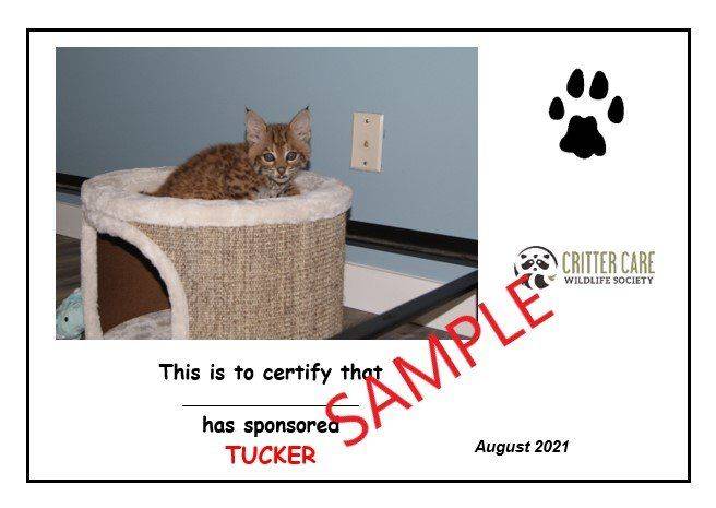 Sponsors of orphaned bobcat Tucker will get a certificate. (Critter Care)