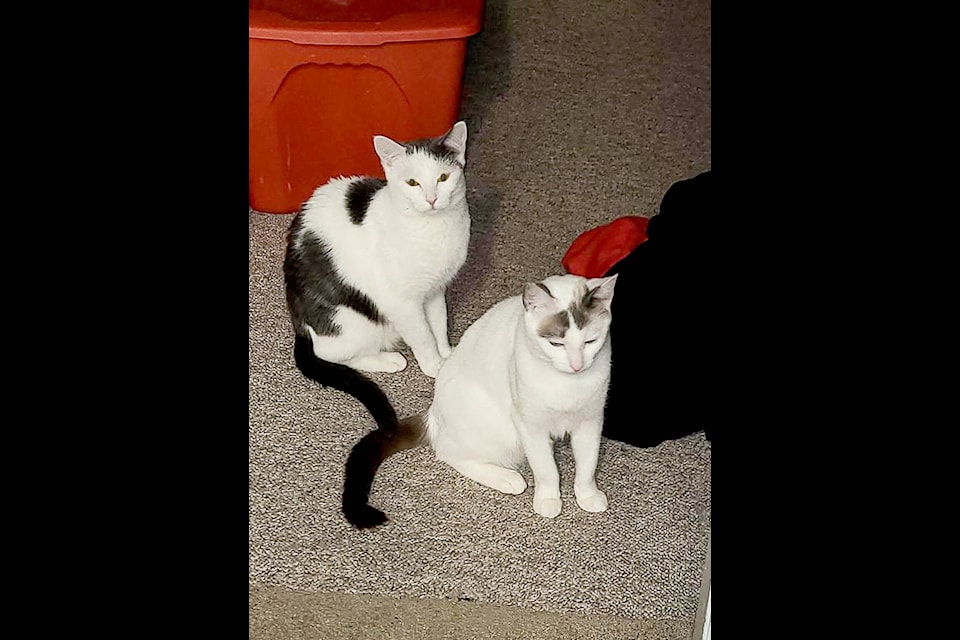 Star 2024 cat rescue