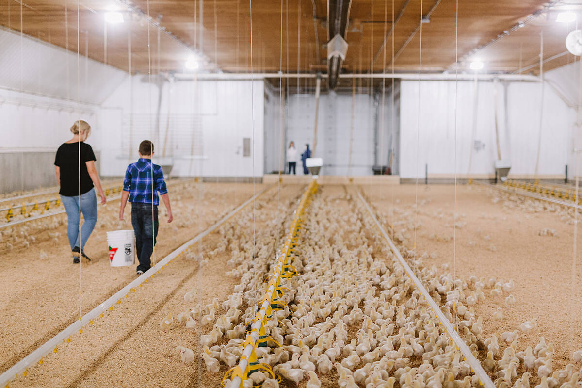 Sixty years after the founding of the B.C. Chicken Marketing Board, 308 broiler chicken growers are registered in B.C., contributing 14,353 total jobs and $1.1 billion to Canadas GDP.