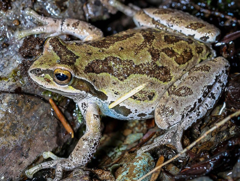 28064637_web1_220210-NTS-TRUCreaturesWebsite-Reptiles_2