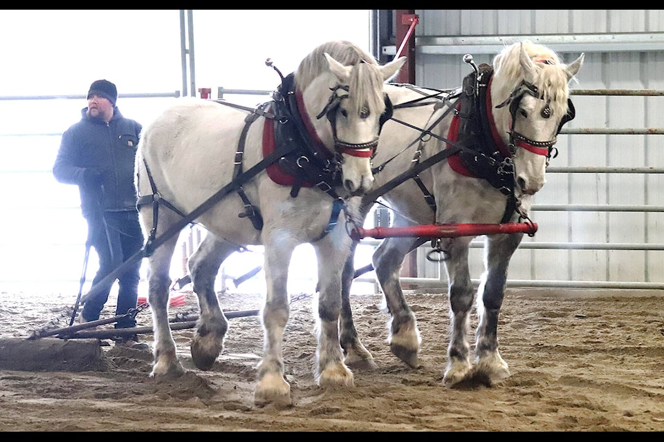 Sorrento teamster Derek Romanowich puts Johnny and Cash through their paces during the Inland Draft and Teamster Association’s (IDTA) competition and fun day at the North Thompson Agriplex in Barriere on Saturday, Feb. 26. (Niomi Cartwright photo)
