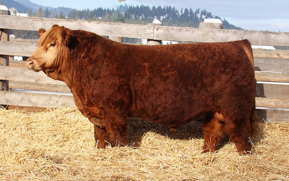 28724002_web1_220407-NTS-MitchellBullSale-Bull_1