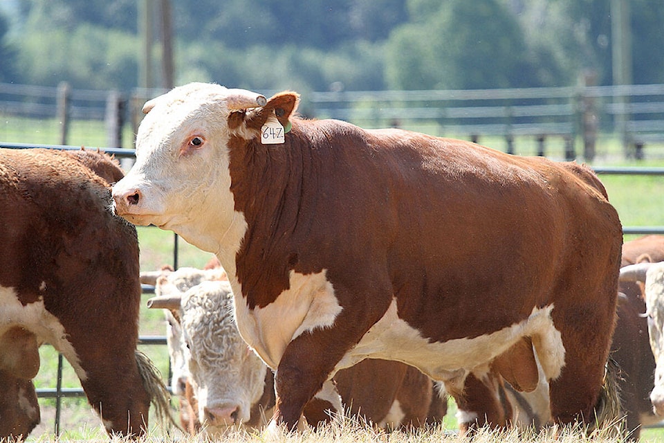 28902539_web1_220428-NTS-ValleyVoices-JimsLFHerfords-LFHerefordBulls_1