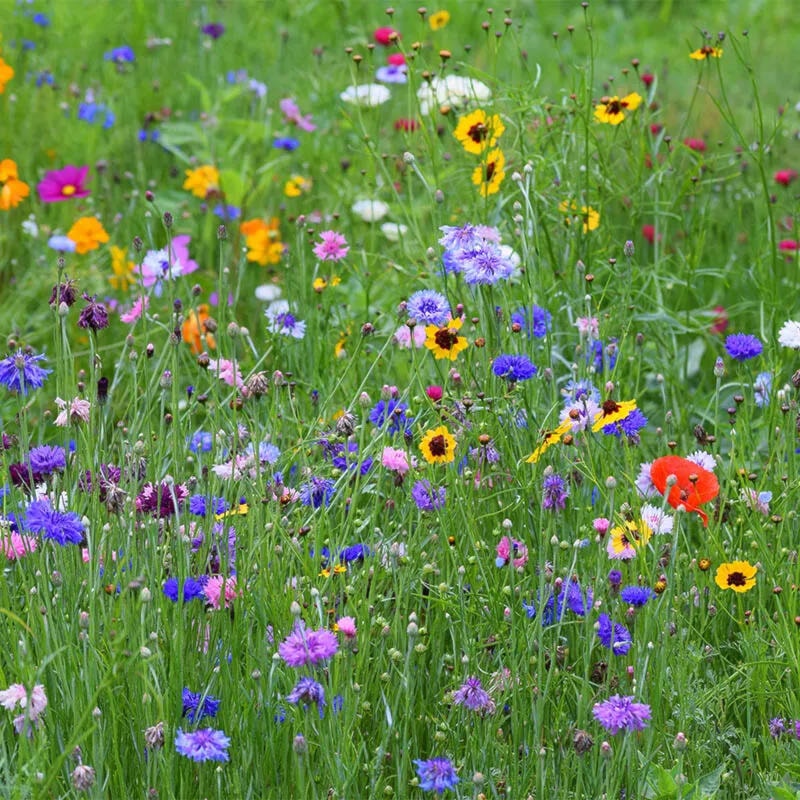 28990464_web1_220505-NTS-InvasivePlantsColumn-wildflowers_1