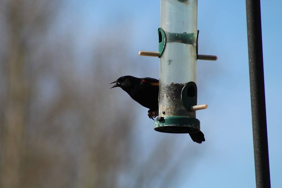 29025028_web1_220505-BPD-Bird-Feeders_1