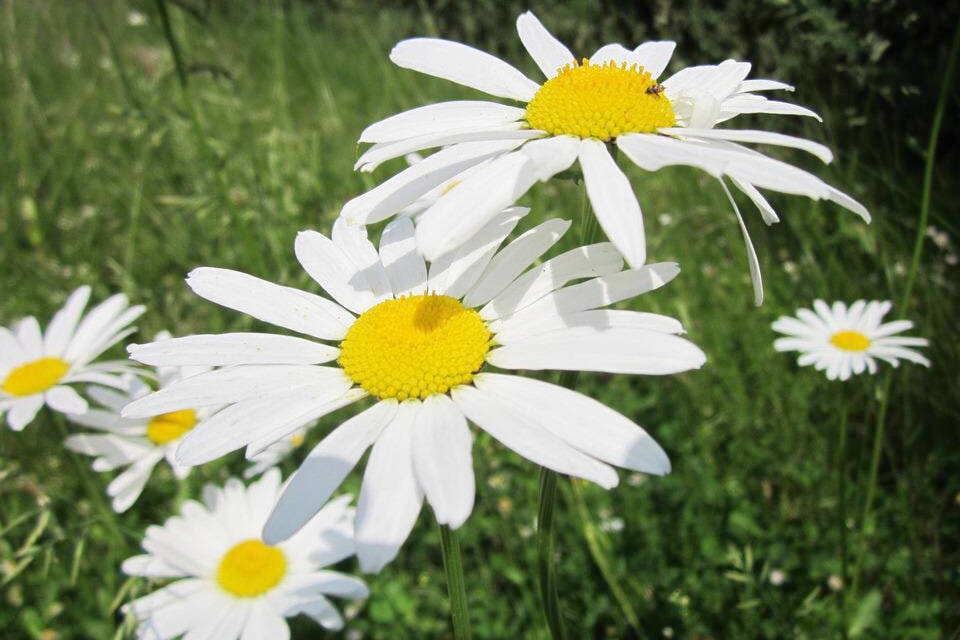 Oxeye daisies look pretty, but they are an invasive species throughout the TNRD. (Photo credit: Pixabay/Wikimedia images)