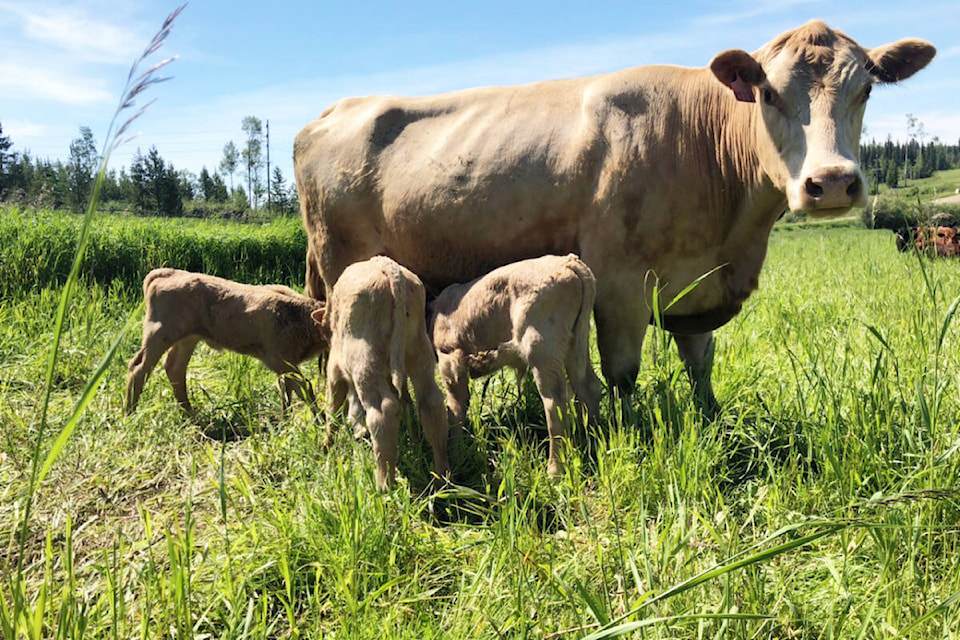 A Cariboo ranch cow gave birth to triplets earlier in June and all the them are doing well. (Photo submitted)