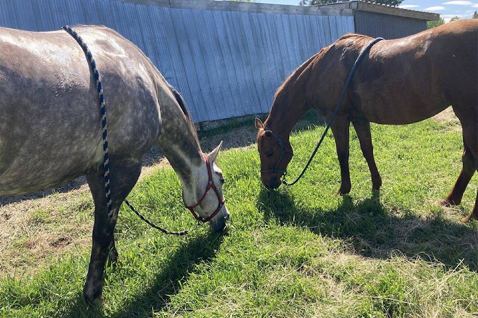 29799720_web1_220718-BPD-Vanderhoof-Equestrian-BCGames-AspenHorses_1