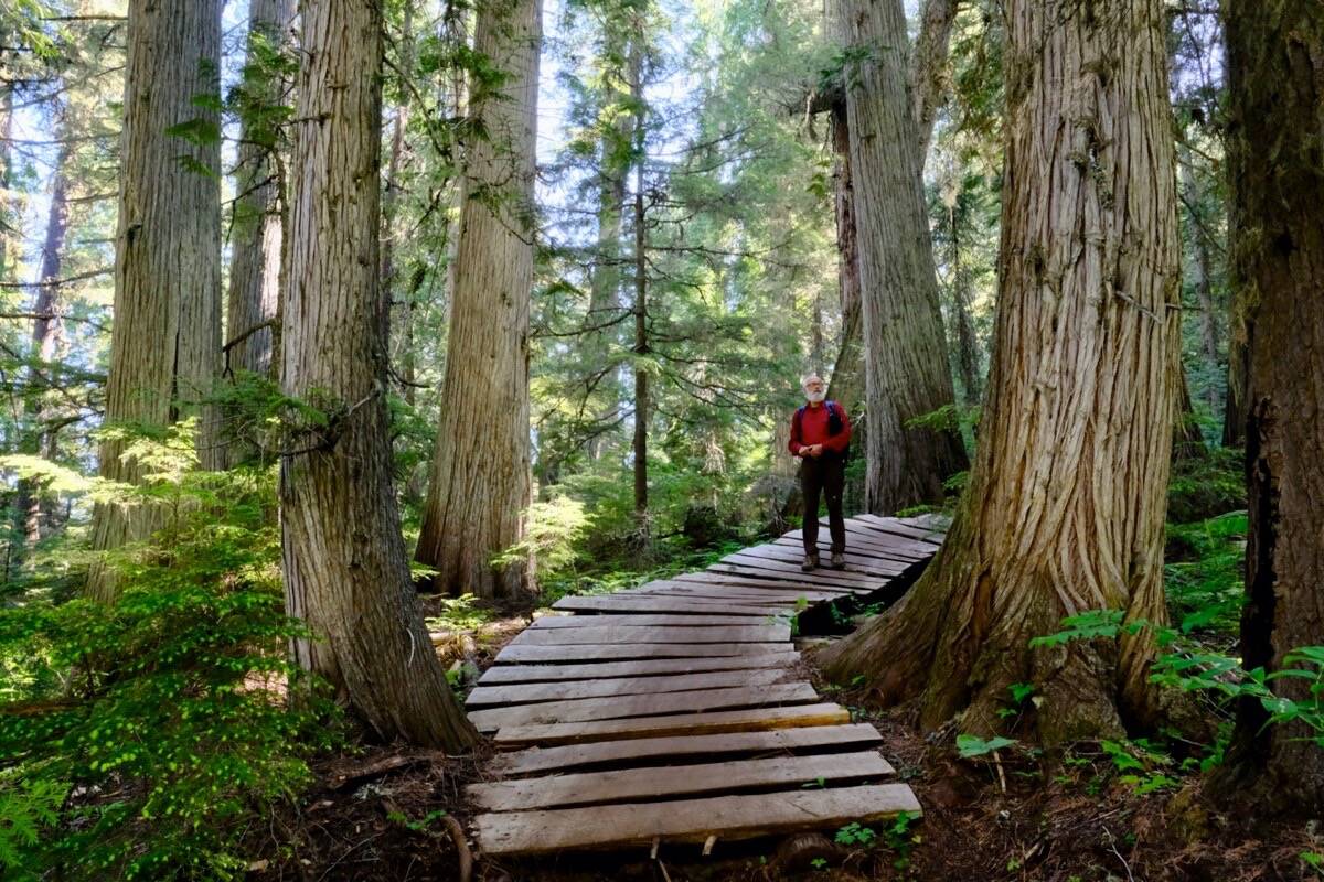 Greg Utzig in an old growth forest near Nelson. The stand is dominated by large diameter red cedar with some large diameter western hemlocks. The understory is a rich assortment of moisture-loving shrubs and herbs such as devils club, lady fern, oak fern and foamflower. It also contains some snags and large coarse woody debris that increase the habitat niches. Photo: Bill Metcalfe