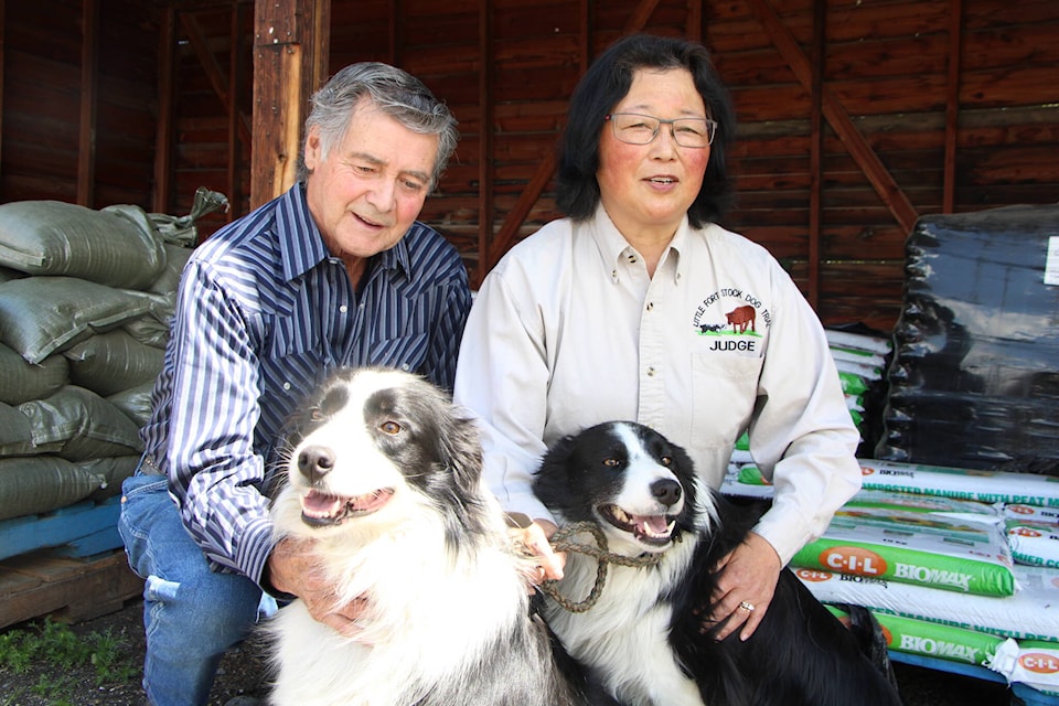Roland Fowler fondly scratches the necks of Cinch and Tack, a pair of border collies he and his partner Shelley Minato use on their ranch as stock dogs. (Patrick Davies photo - 100 Mile Free Press)