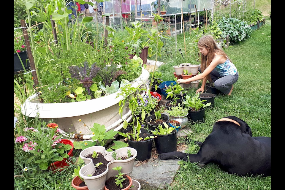Isobel Maddocks is shown working in a garden created by herself and sister Alayah and entered into the Barriere Blooms Contest. The sisters took the first place award in the Kid’s Garden category. (Jill Hayward photo)