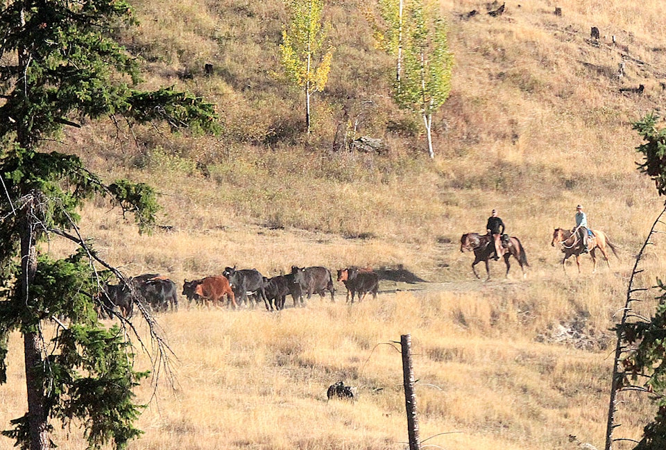 30745593_web1_221013-NTS-CattleDrive-Stand-Alone-CattleDrive_1