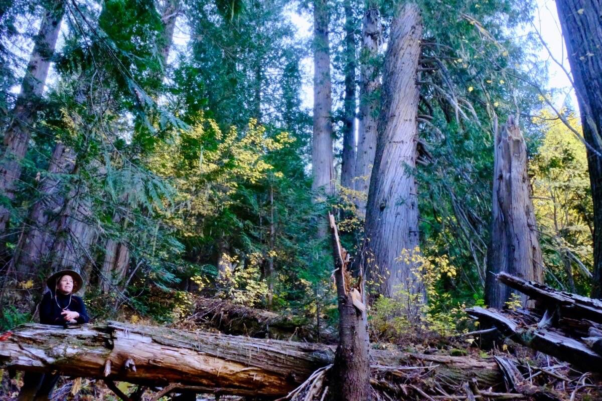 Rosie Wijenberg in old growth forest near Russell Creek in the West Kootenay. Photo: Bill Metcalfe