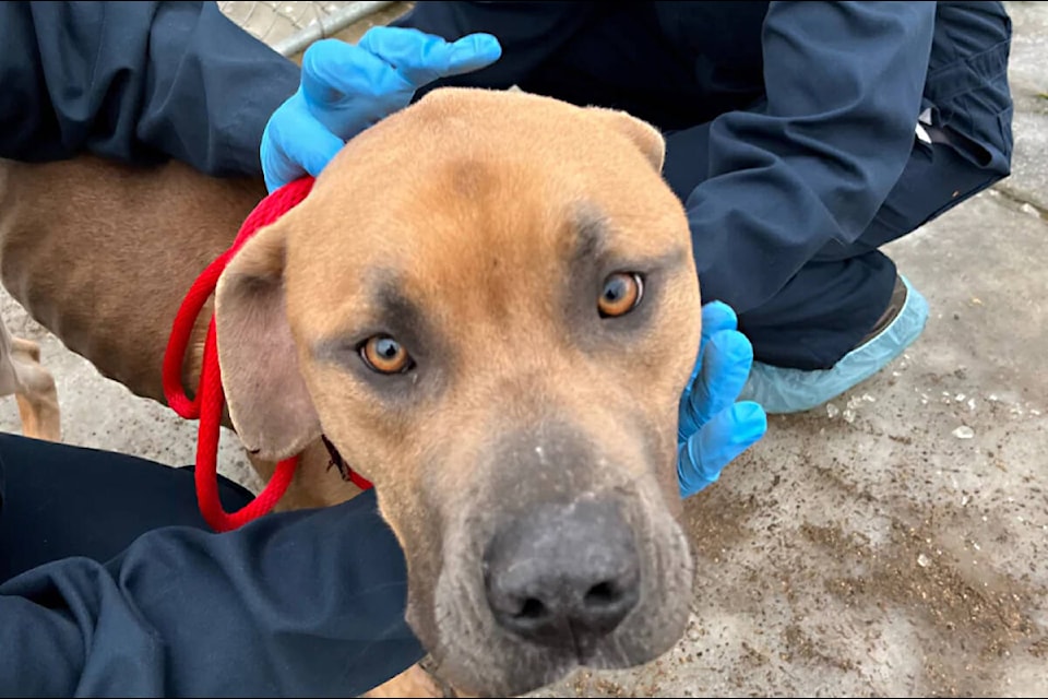 The BC SPCA seized 15 dogs from a Cane Corso breeder in Clearwater Jan. 11. (BC SPCA photo)