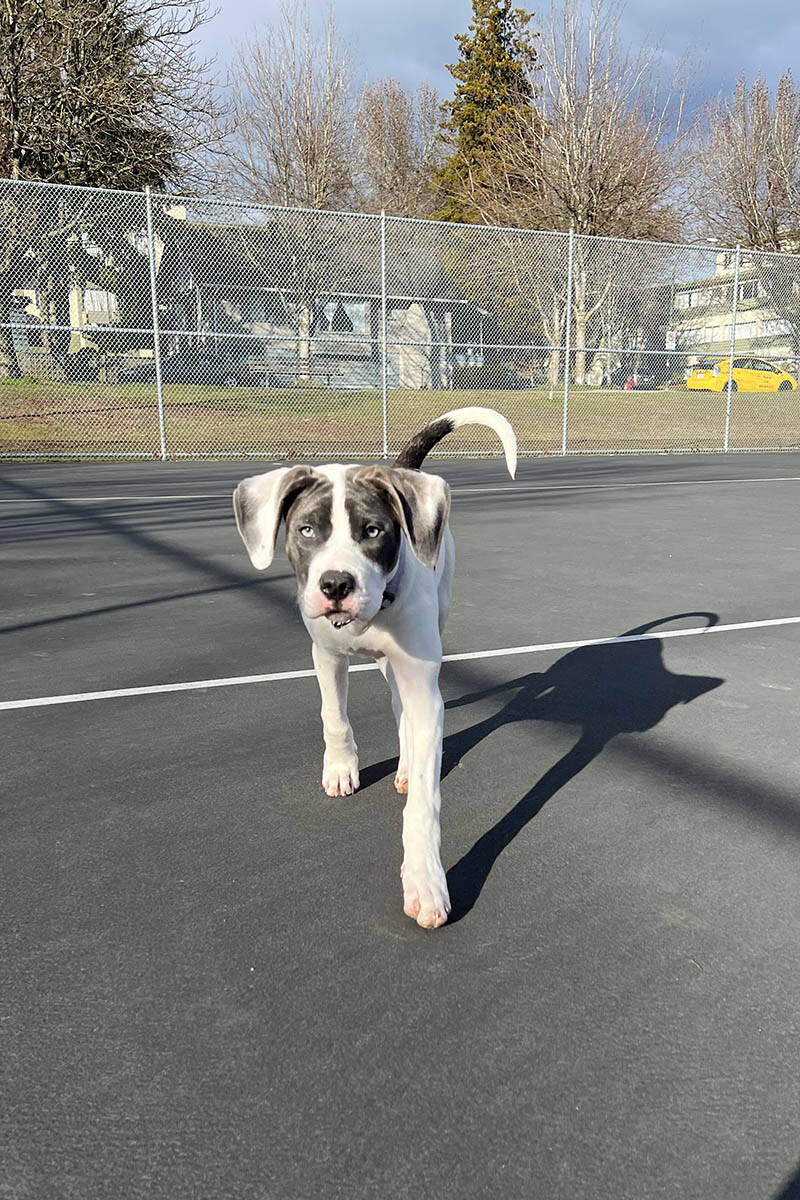 32162460_web1_230323-NTC-follow-up-Clearwater-dogs-adventures_1